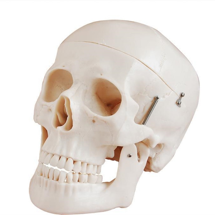 头骨模型D型