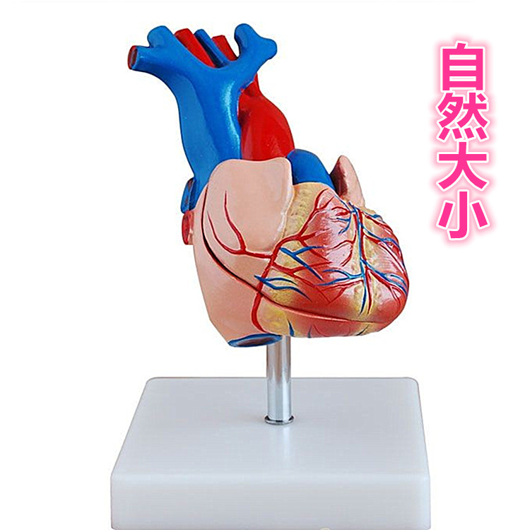 心脏解剖模型
